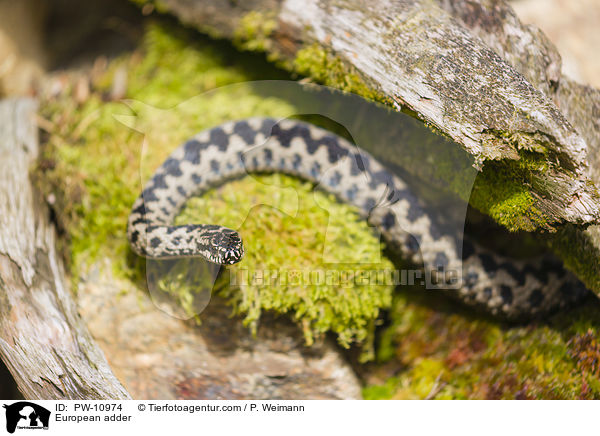 Kreuzotter / European adder / PW-10974