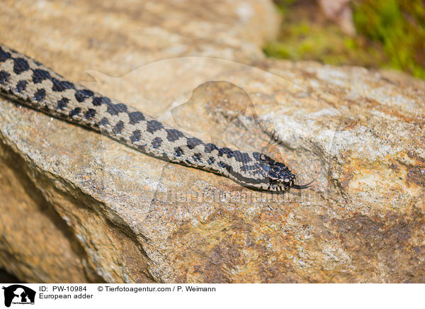 Kreuzotter / European adder / PW-10984