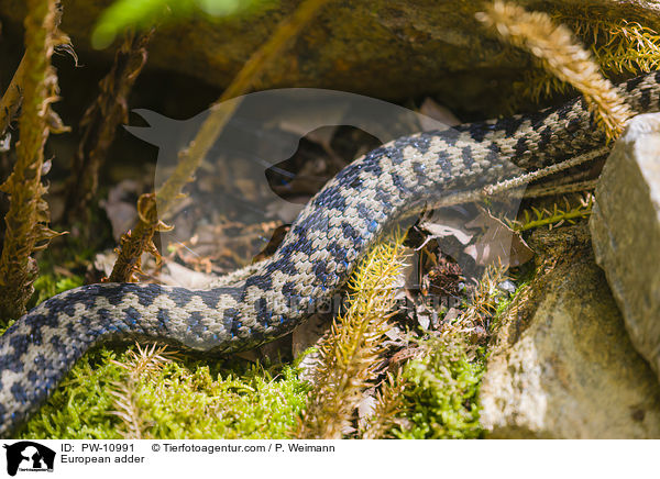 Kreuzotter / European adder / PW-10991