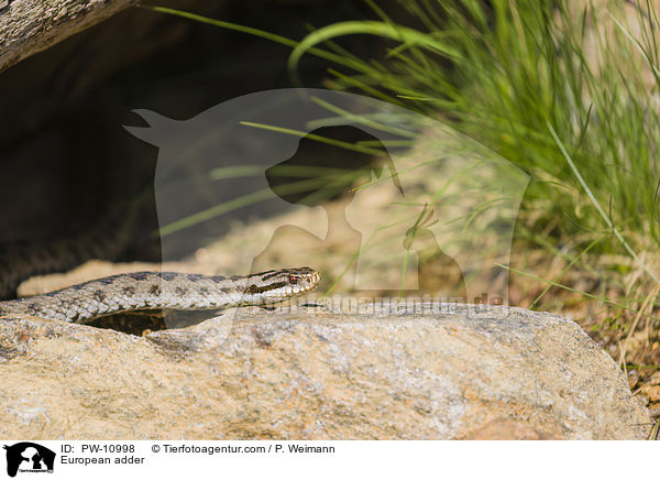 European adder / PW-10998
