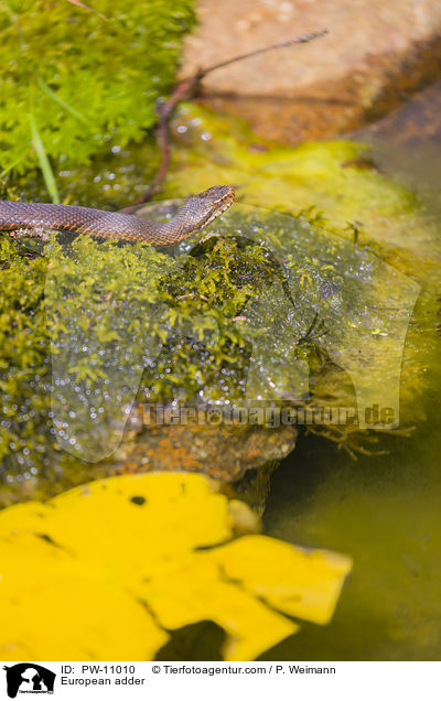 Kreuzotter / European adder / PW-11010