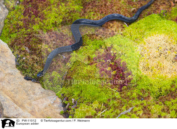 Kreuzotter / European adder / PW-11012