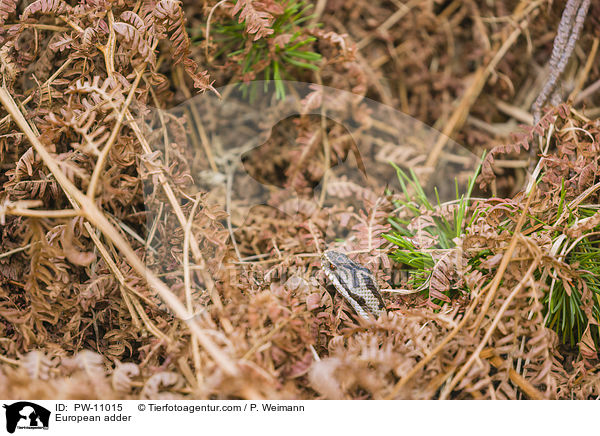 Kreuzotter / European adder / PW-11015