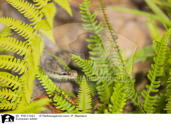 European adder / PW-11023