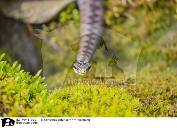 European adder / PW-11029