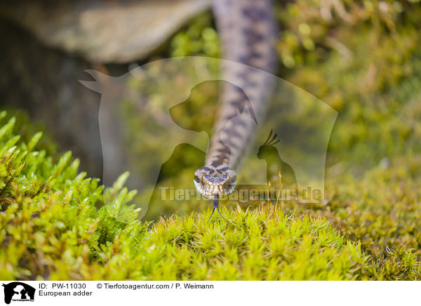 European adder / PW-11030