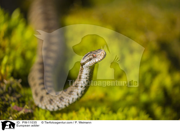 Kreuzotter / European adder / PW-11035