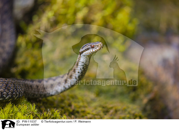 European adder / PW-11037