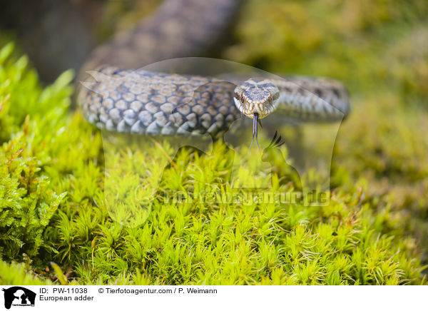 European adder / PW-11038
