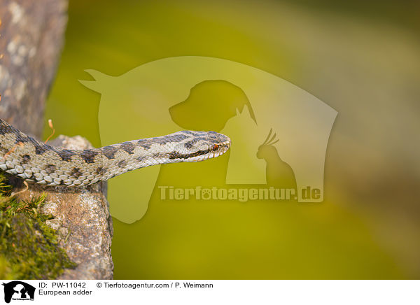 European adder / PW-11042