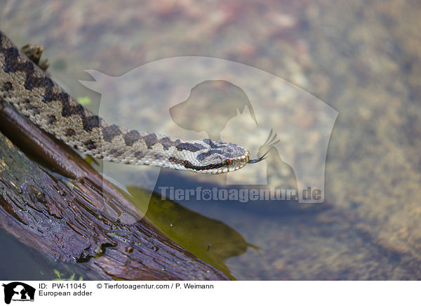 European adder / PW-11045
