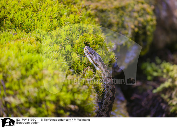 European adder / PW-11050