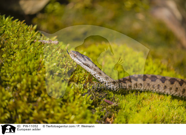 European adder / PW-11052