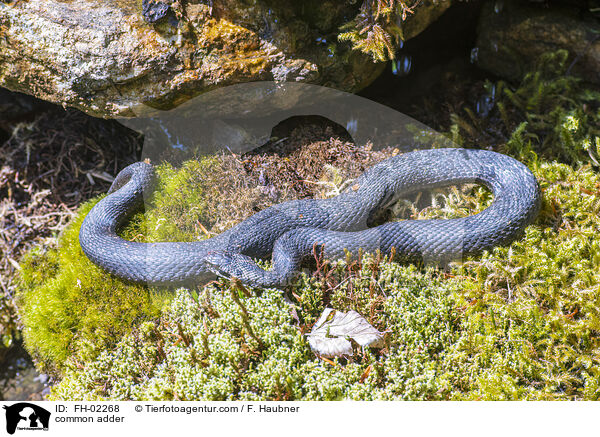 common adder / FH-02268