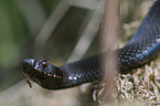 crossed viper