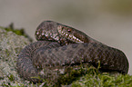 adder