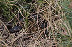 Adder