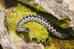 European adder