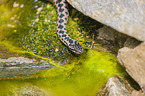 European adder