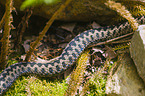 European adder