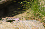 European adder