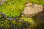 European adder