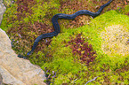 European adder