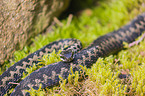 European adder