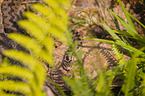 European adder