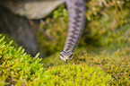 European adder
