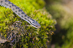 European adder