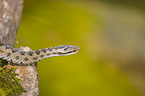 European adder