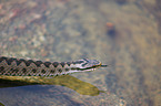European adder