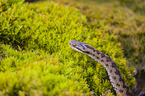 European adder