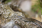 European adder