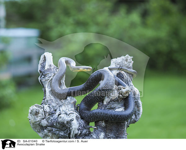 skulapnatter / Aesculapian Snake / SA-01040