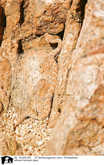 Afrikanische Hornviper / african horned viper / HJ-02165