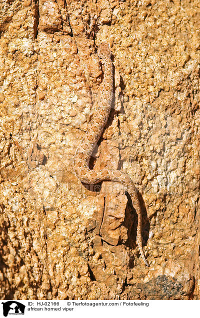 african horned viper / HJ-02166
