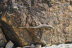 African striped skink