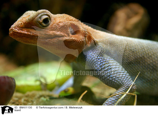 lizard / BM-01130