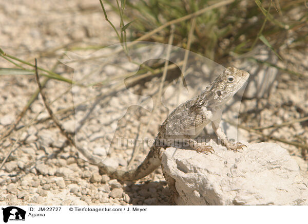 Agama / JM-22727