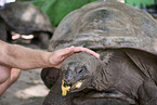 Aldabra giant tortoise
