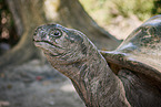 Aldabra giant tortoise