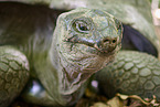 Aldabra giant tortoise