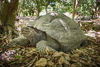 Aldabra giant tortoise