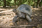 Aldabra giant tortoise
