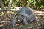 Aldabra giant tortoise