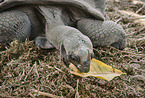 Aldabra giant tortoise