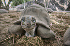 Aldabra giant tortoise