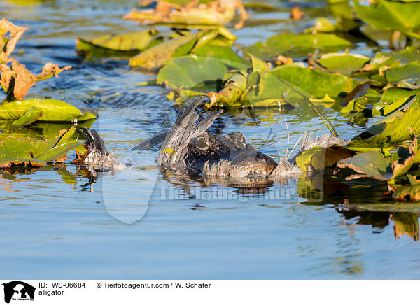 alligator / WS-06684